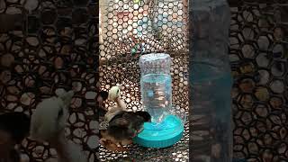 My Baby Chicken Drink water With new water tank #chicken