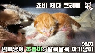 Mom Cat Emiru and Her Colorful 4 Kittens  Day 9