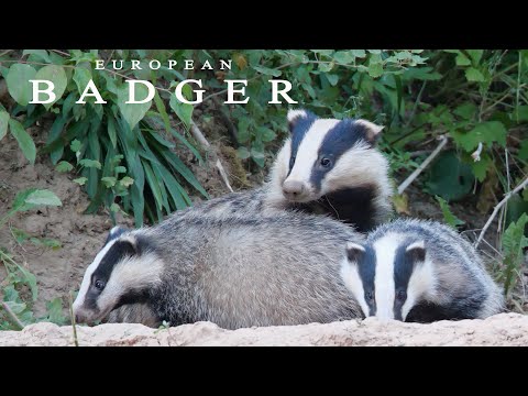 European badger. A