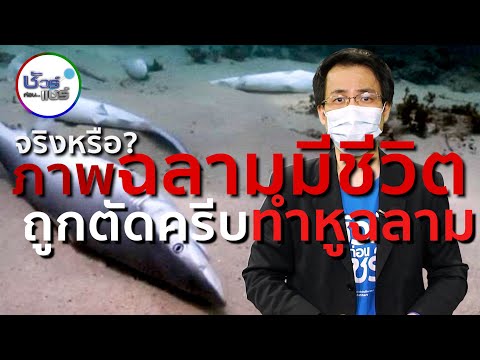 วีดีโอ: ทำไมต้องสั่งซุปหูฉลามจากเมนูทั่วโลก