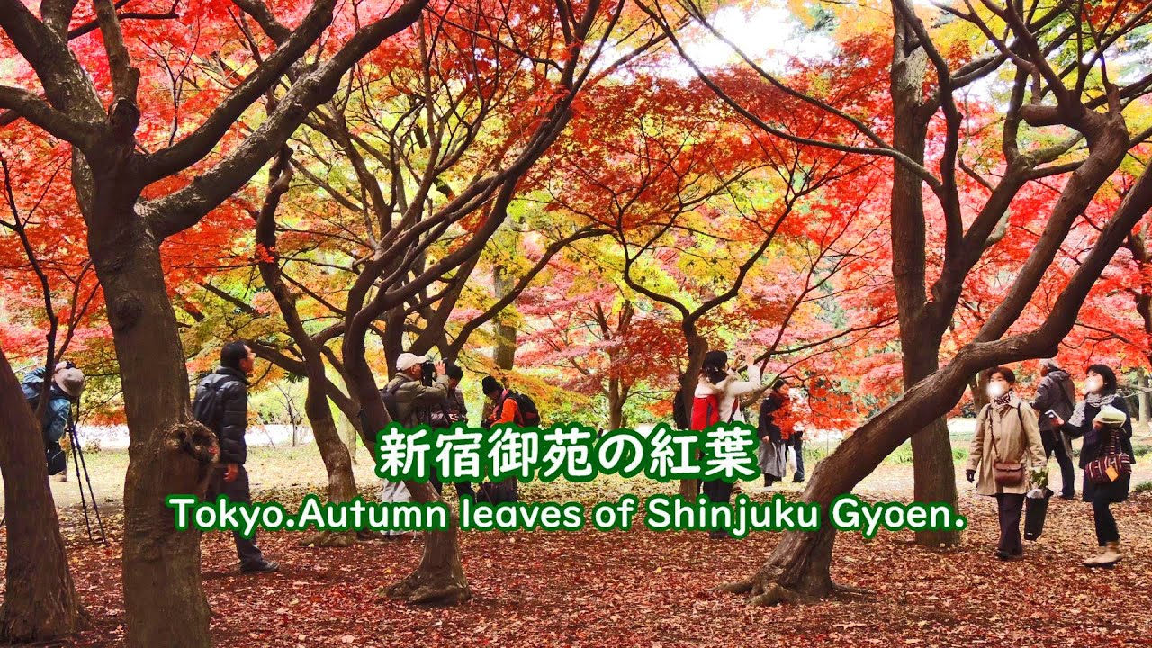 新宿御苑の紅葉 東京 4k Tokyo Autumn Leaves Of Shinjuku Gyoen Youtube