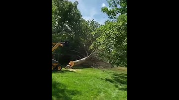 Pushing over ash tree with skid loader