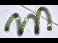 Blue-green Algae (Cyanobacteria) from Pond to Lab - Pondlife, Episode #2