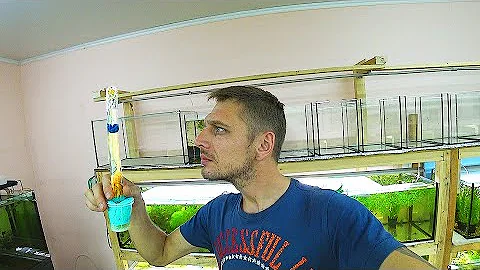Первое кормление мальков. Фильтрация инфузории