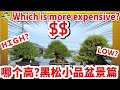 【Bonsai HOW MUCH? 3】Shohin Bonsai Black pine edition!