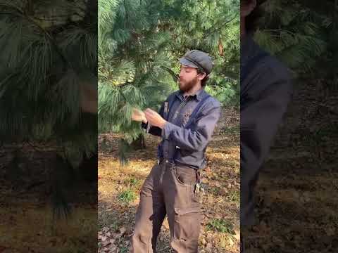 The Most Famous Tree In America Eastern White Pine Pinus Strobus Tree Arborist Nature Plants