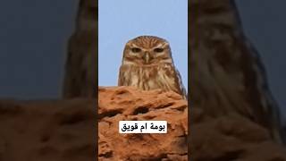 ردت فعل بومة ام قويق عندا سماعها للصوت