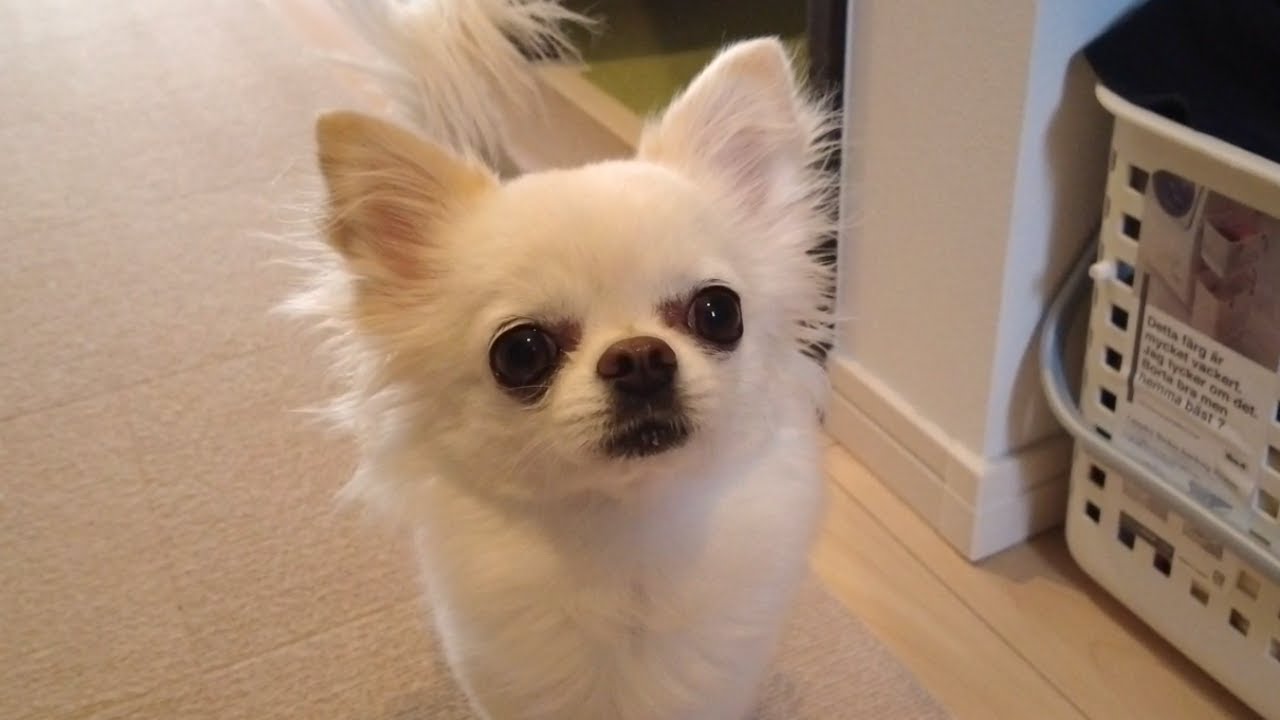 苦手なお洋服を着せられると思い込みこちらを見に来ては逃げていく箱入り娘チワワ