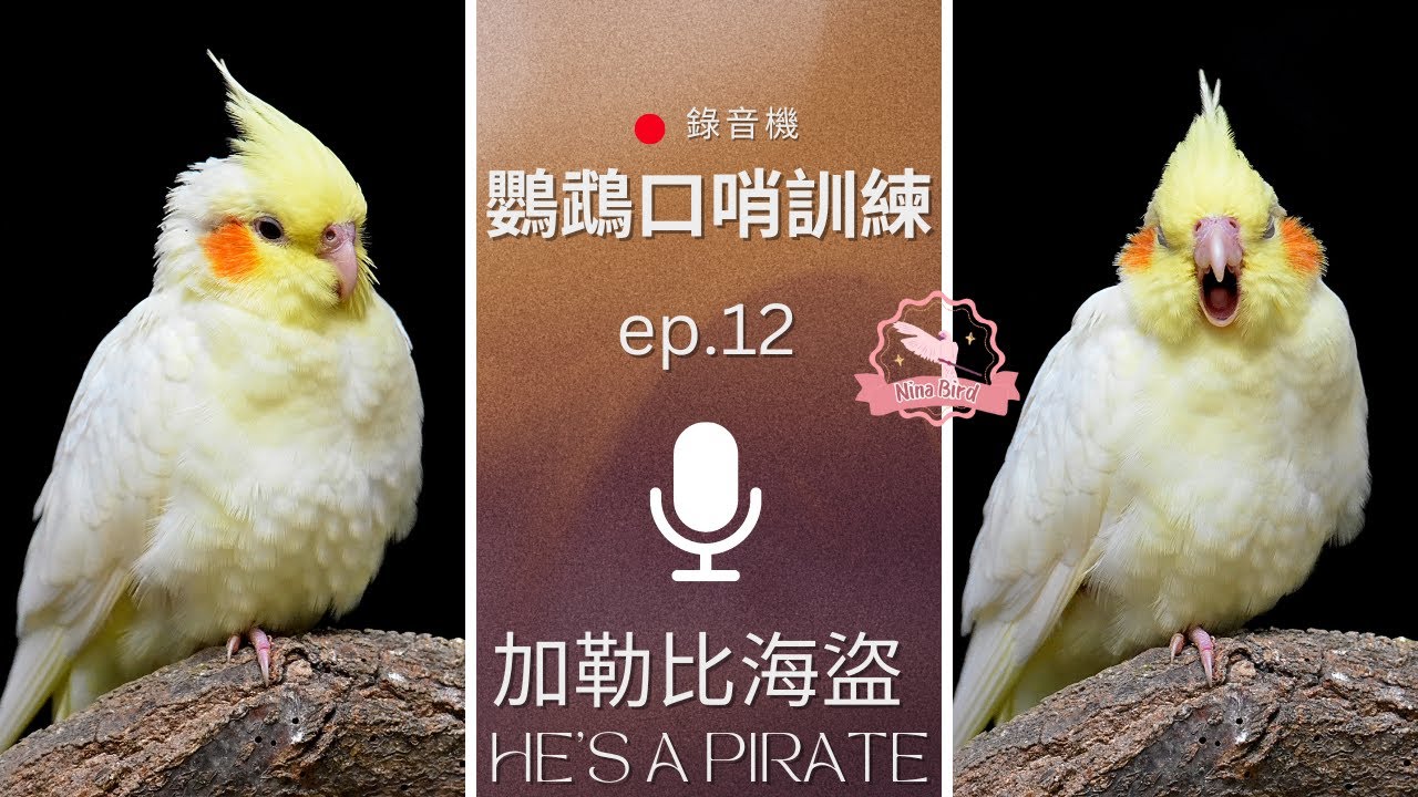 加勒比海盜He's a Pirate - 鸚鵡錄音機鸚鵡口哨訓練小雞網課Parrot