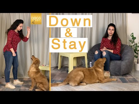 تدريب الكلب علي امر  و 