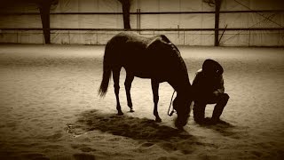 Alternative PTSD Therapies:  Equine Therapy