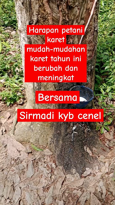 harapan yg mungkin terkabulkan#sadapkaret #petanikaret #perkebunan