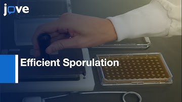 Efficient Sporulation Of Saccharomyces cerevisiae In 96 Multiwell Format l Protocol Preview