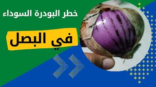 البودرة السوداء في البصل - الفطر الاسود في البصل