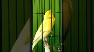 Kenari Rol Tembak Bikin Mancing Emosi Kenari Paud Belajar Bunyi Terapi Macet