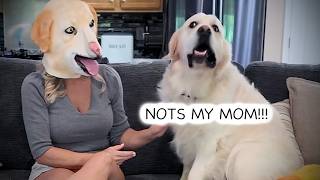 I Put On a Dog Mask… My Golden Retriever LOST IT 😂