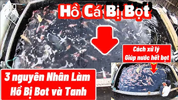Hồ Cá Koi Bị Bọt - 3 Nguyên Nhân Và Cách Khắc Phục Giúp Hết Bọt Khá Dễ - Hồ Cá Koi 10 khối Đẹp.