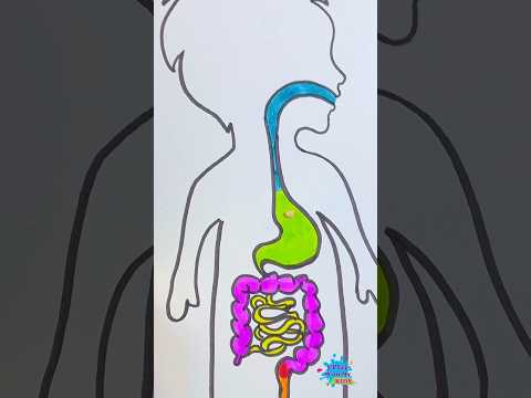 نشاط بسيط للاطفال حول الجهاز الهضمي