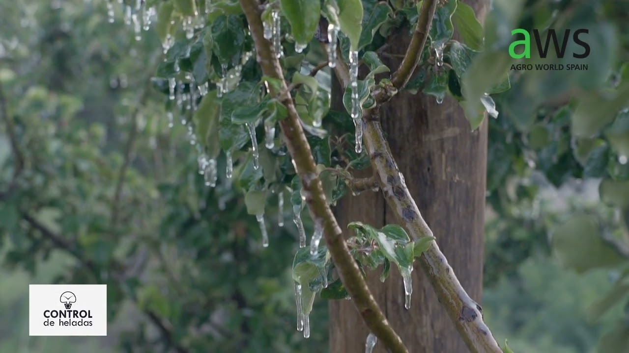 AWS CONTROL DE HELADAS en cultivo de Membrillo