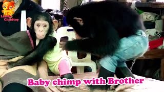 To See...Baby Chimp play with Brother