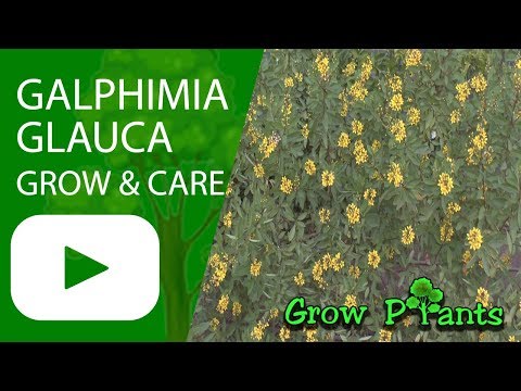 Galphimia glauca - grow & care (Golden thryallis)