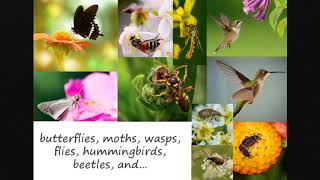 Introduction to Pollination and Pollinators