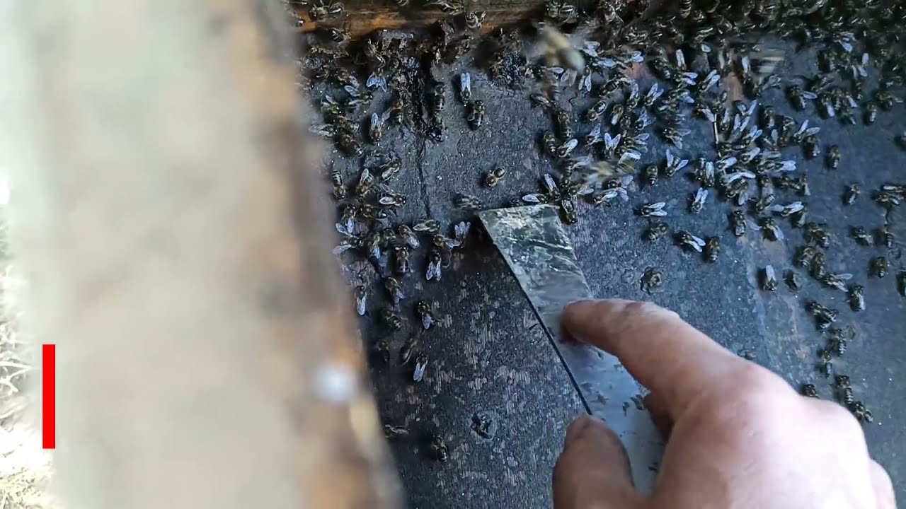 ما هو العكبر؟ وما فوائده ؟ و كيف يستخدم ؟