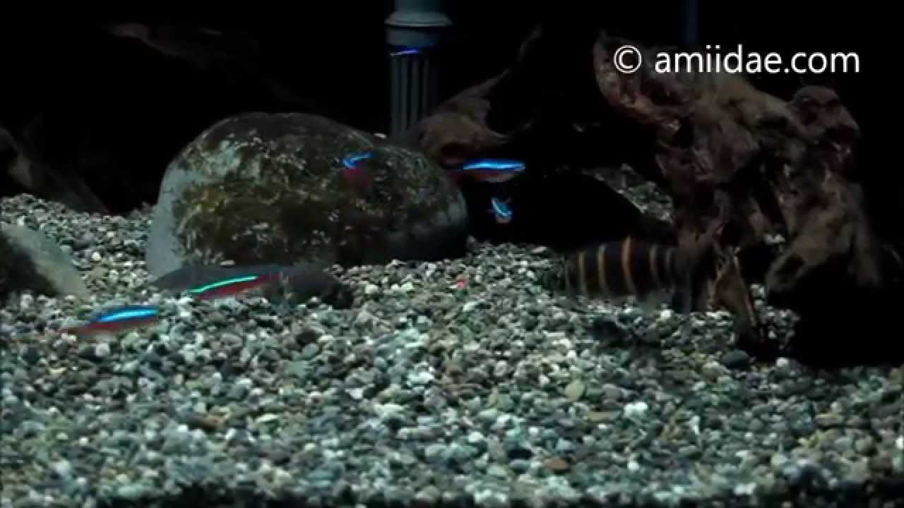 RARE Synaptolaemus latofasciatus Headstander Characin