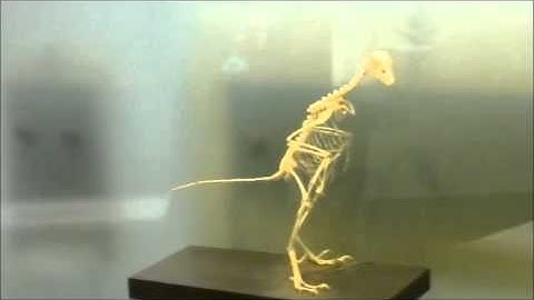 Archeopteryx skeleton