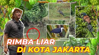 RIMBA LIAR DI JAKARTA TERNYATA KONDISINYA SEPERTI INI!