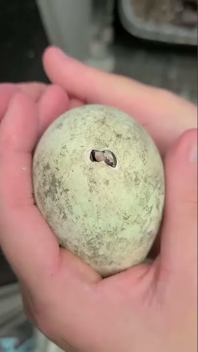 African Penguin Hatching