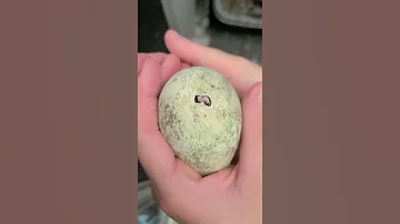 African Penguin Hatching 