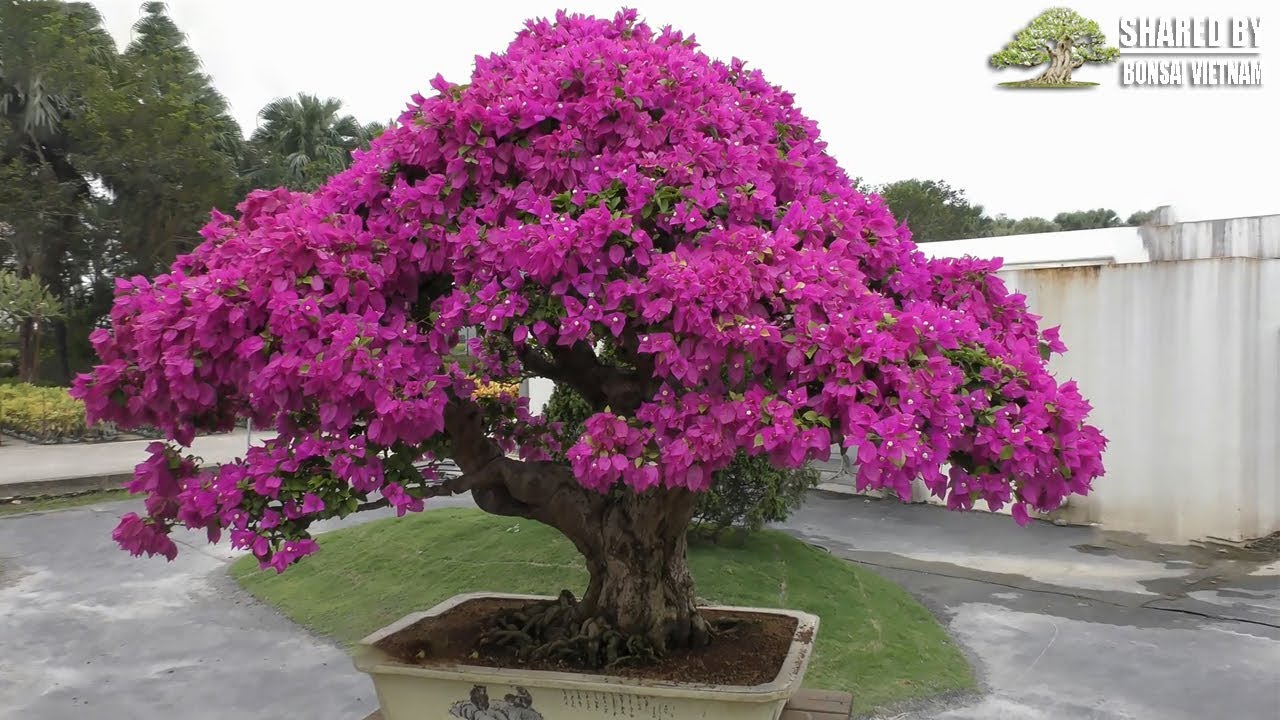 50 tác phẩm Hoa Giấy bonsai tuyệt đẹp của Đài Loan || Top 50 ...