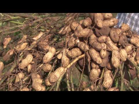 Video: Información sobre el maní de Virginia: aprenda sobre el cultivo de variedades de maní de Virginia