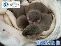 【コツメカワウソの成長2013】生後29~47日目「親に運ばれる仔カワウソ」【サンシャイン水族館】