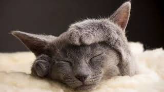 Sanftes Katzenschnurren - beruhigendes Schnurren zum Einschlafen und Entspannen