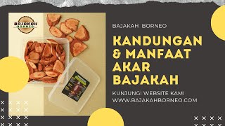 Ternyata Ini 7 Kandungan dan Manfaat Akar Bajakah