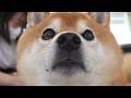 柴犬のこの表情が出たら注意が必要です。