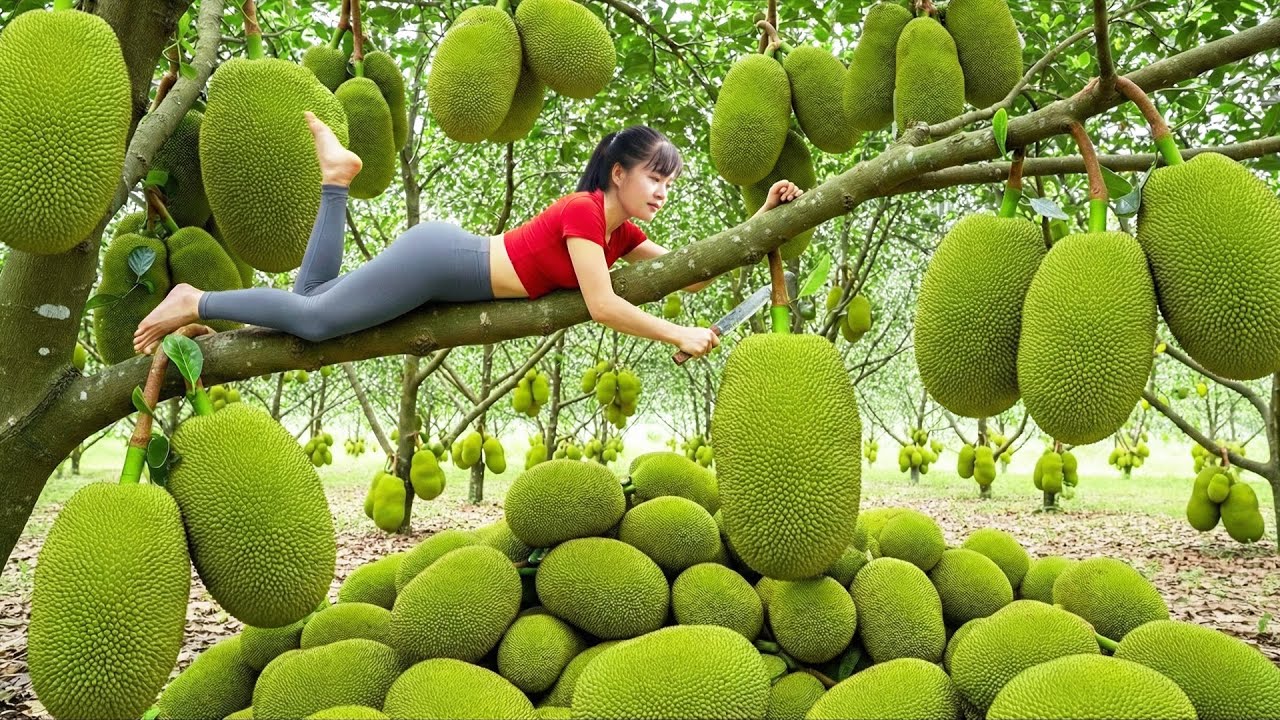 REWIND TIMALAPSE -- Harvesting Giant Jackfruit, Banana Go To Countryside Market Sell For Villager