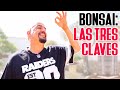 BONSAI - LAS 3 Claves del éxito