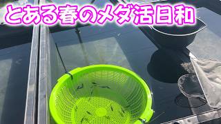 【めだか】メダカ日和は色々やりたくなってしまいますね。Ｂ型おやじ　2026年　5月　9日　投稿