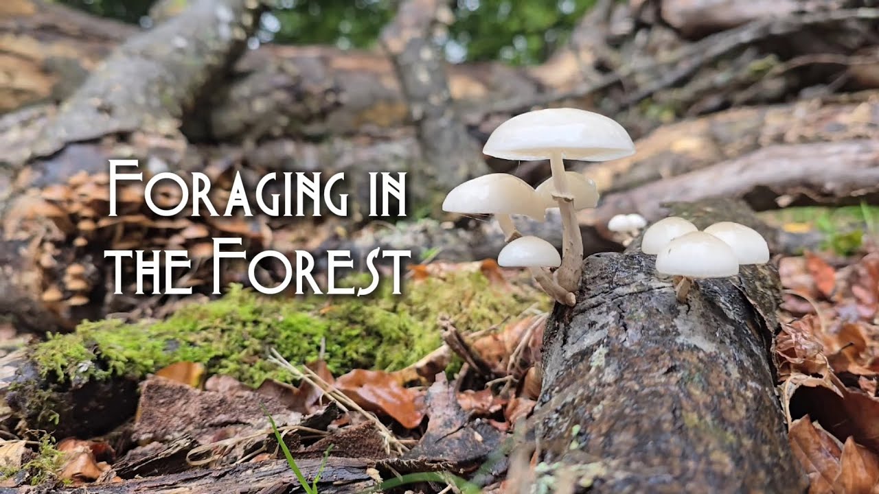 Сентябрьские грибы