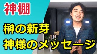 【神棚】榊の新芽が生えた時 神様が伝えていること