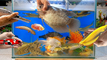 Tổng hợp các loại cá cảnh đẹp, cá săn mồi, cá tai tượng khổng lồ, cá rồng, cá trê, cá sấu, cá koi