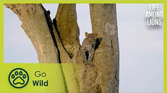 Accepted By A Pride Of Lions | Life Among Lions 2/3 | Go Wild thumbnail