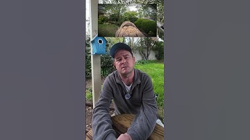 Discover Bird’s Nest Soundscapes  Relaxing Nature #shorts