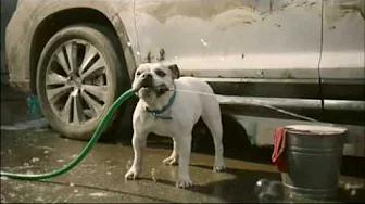 Subaru - National Make A Dog's Day - Car Wash 2019