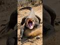 Born to Be Eaten: The Baby Komodo Dragon's Brutal First Escape