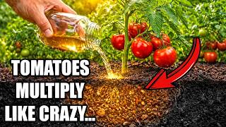 Never Plant Tomatoes WITHOUT This (Old Hidden Gardener’s Trick)