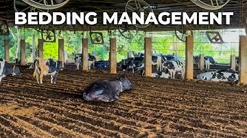 MANAGING 6 DAIRY COW GROUPS AND REDUCING METABOLIC DISEASES – TAMBO 107 🇵🇾
